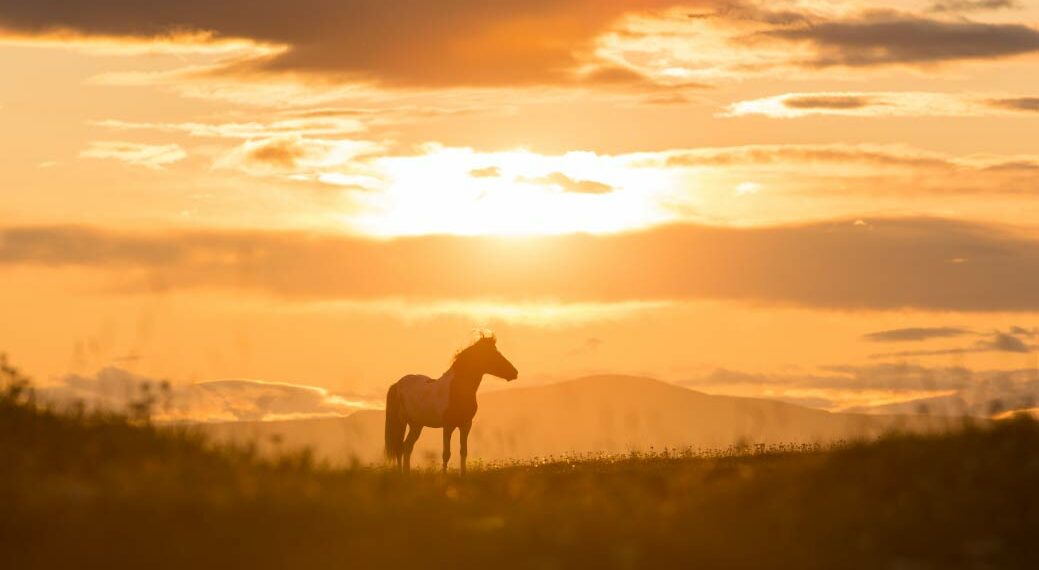 La levure SafBrew™ BR-8 disponible pour le brassage amateur