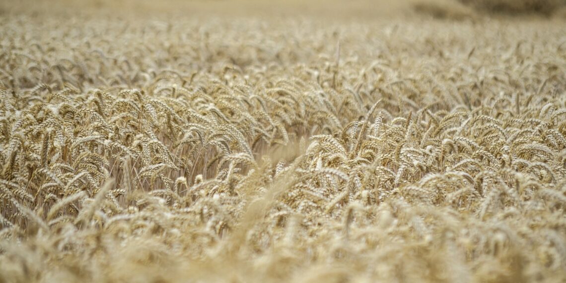 La Dunkel Weisse en quelques mots