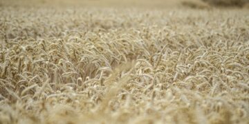 La Dunkel Weisse en quelques mots