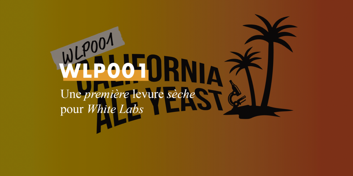 La levure sèche WLP001 de White Labs est disponible